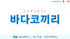 韓国語単語勉強 바다코끼리 [パダコキリ] 海象（かいぞう）、セイウチ、ゾウアザラシ 意味・活用・読み方と音声発音