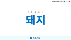 韓国語ハングル 돼지 [トェジ] 豚（ぶた） 意味・活用・表現例と音声発音