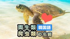 動物の名前単語集【両生類・爬虫類】