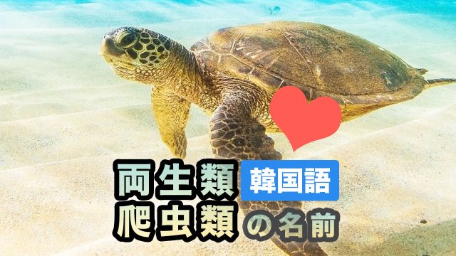 韓国語単語一覧 動物の名前 両生類 爬虫類 音声 読み方 漢字 英語まとめ 韓国語勉強marisha