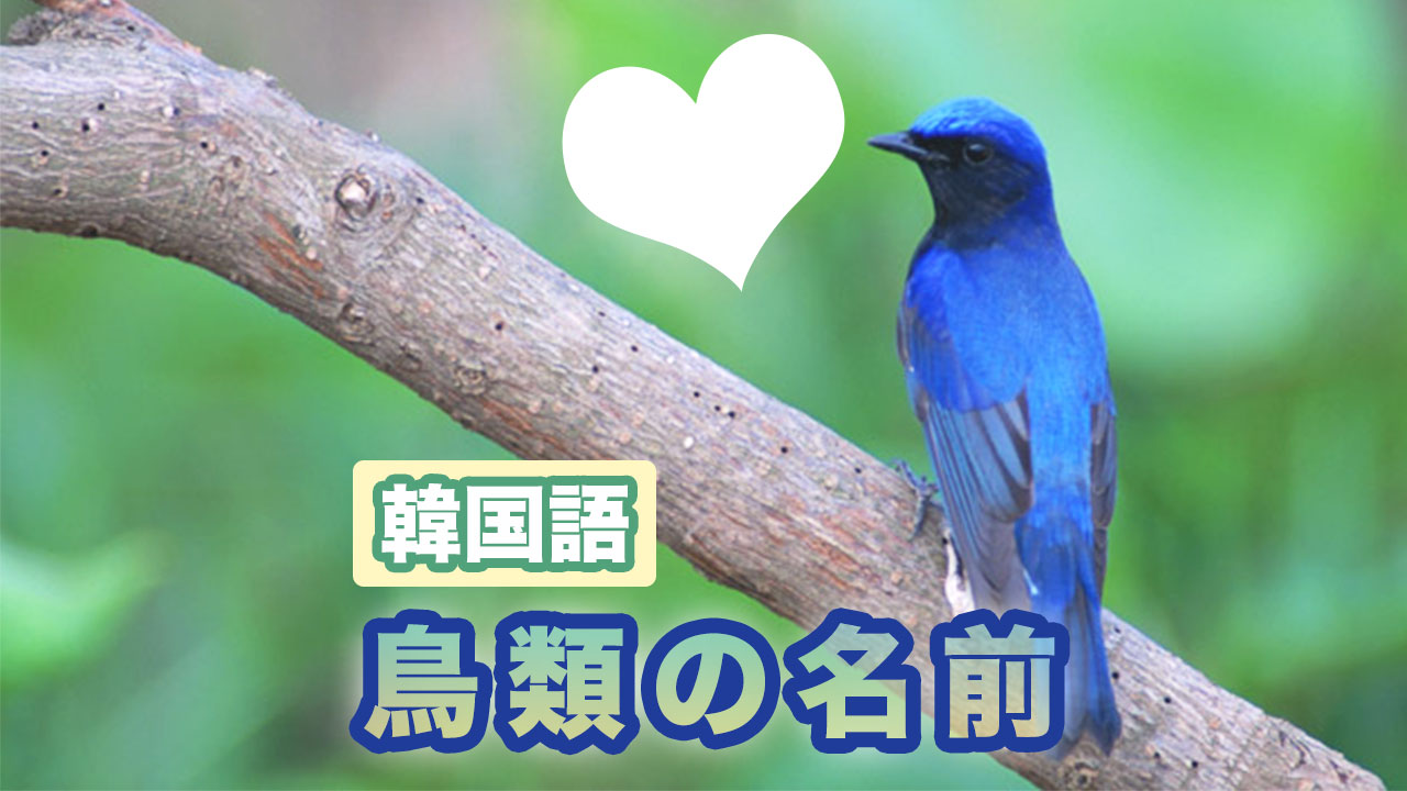 動物の名前単語集【鳥類】