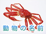 動物の名前単語集【魚貝類】