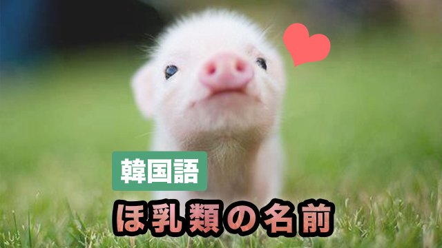 動物の名前 ほ乳類 と読み方 発音 漢字と英語も一緒にまとめました 動画で発音も聞けます 韓国語勉強marisha