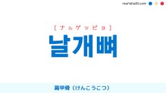 韓国語ハングル 날개뼈 [ナルゲッピョ] 肩甲骨（けんこうこつ） 意味・活用・読み方と音声発音
