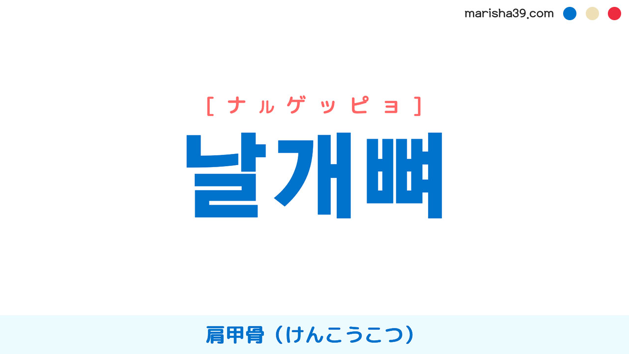 韓国語ハングル 날개뼈 [ナルゲッピョ] 肩甲骨（けんこうこつ） 意味・活用・読み方と音声発音